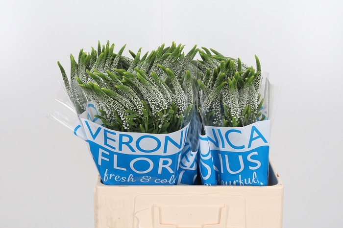 <h4>Veronica Caya Wit</h4>