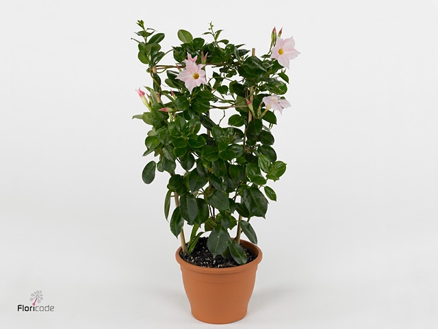 Mandevilla  'Diamantina Jade White'