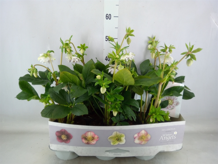 <h4>Helleborus ori. 'Verboom Cinderel'</h4>