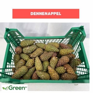 DENNENAPPEL H% ST