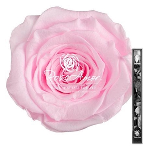 60cm Stem Pin99