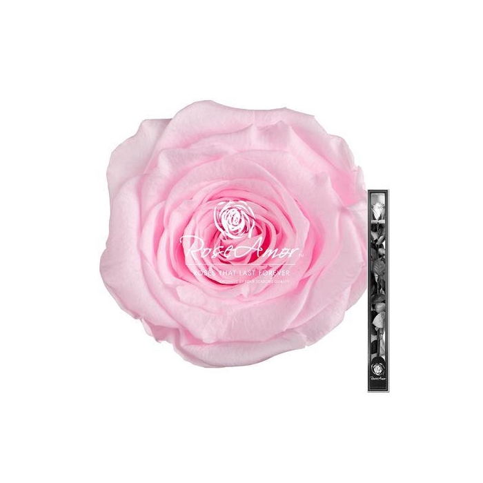 <h4>60cm Stem Pin99</h4>