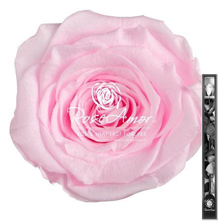 60cm Stem Pin99