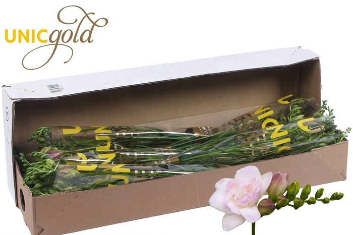 <h4>Freesia du Rosario</h4>