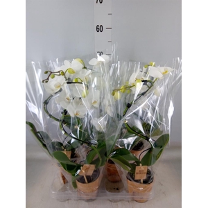 Phalaenopsis   ...