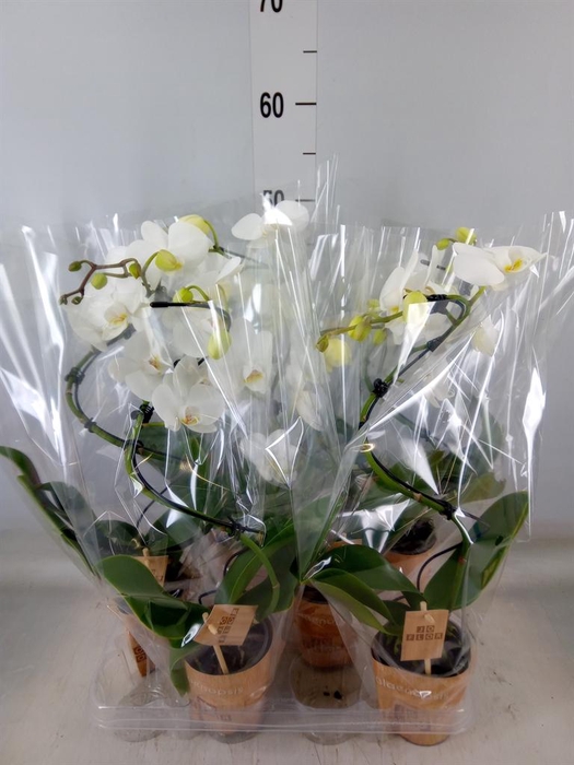 <h4>Phalaenopsis   ...</h4>