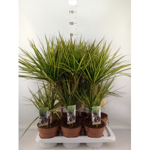 Dracaena marg. 'Sunray'