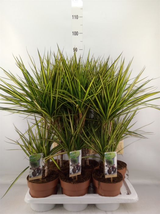 <h4>Dracaena marg. 'Sunray'</h4>