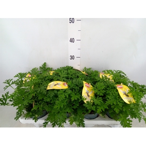 Pelargonium graveolens