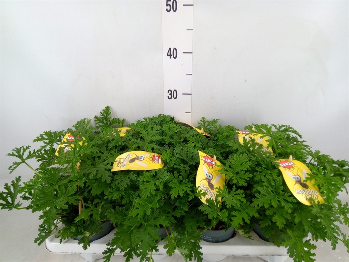 <h4>Pelargonium graveolens</h4>