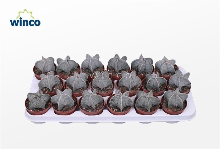 Astrophytum Myriostigma