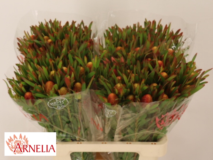 <h4>LEUCAD AYOBA CH PEAR</h4>