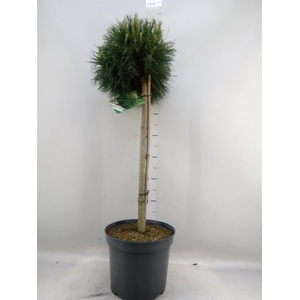 Pinus mugo 'Varella'