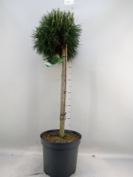 <h4>Pinus mugo 'Varella'</h4>