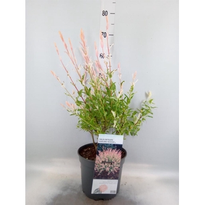 Salix integra 'Hakuro Nishiki'