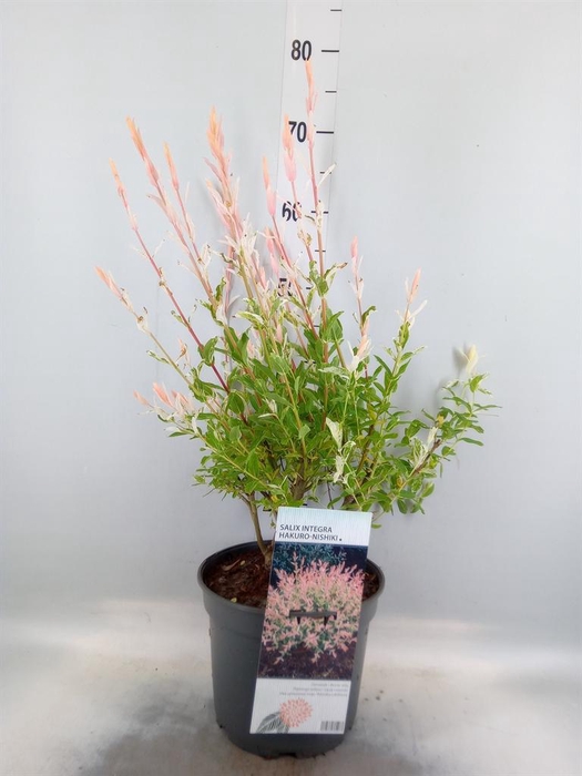 <h4>Salix integra 'Hakuro Nishiki'</h4>