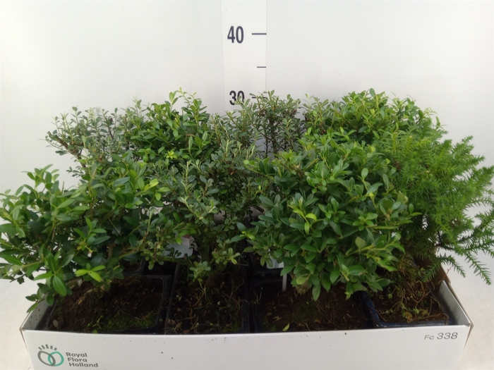 <h4>Bonsai   ...mix</h4>