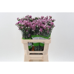 Dianthus  'Fiorino Value'