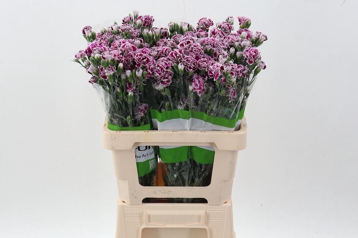 <h4>Dianthus  'Fiorino Value'</h4>