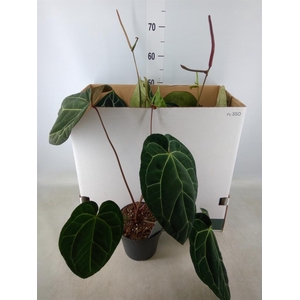 Anthurium clarinervium