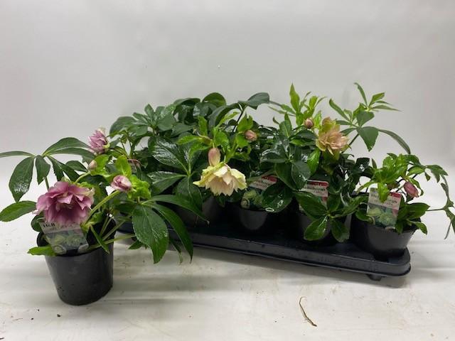 <h4>HELL ORIENTALIS</h4>