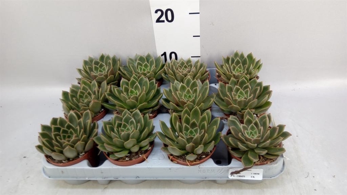 <h4>Echeveria   ...not flowering</h4>