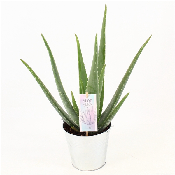 <h4>Aloe Vera P14 in zink pot</h4>