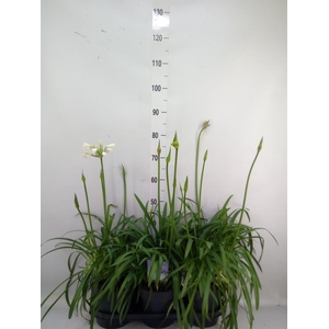 Agapanthus  'Summer Love Duo' ..mix