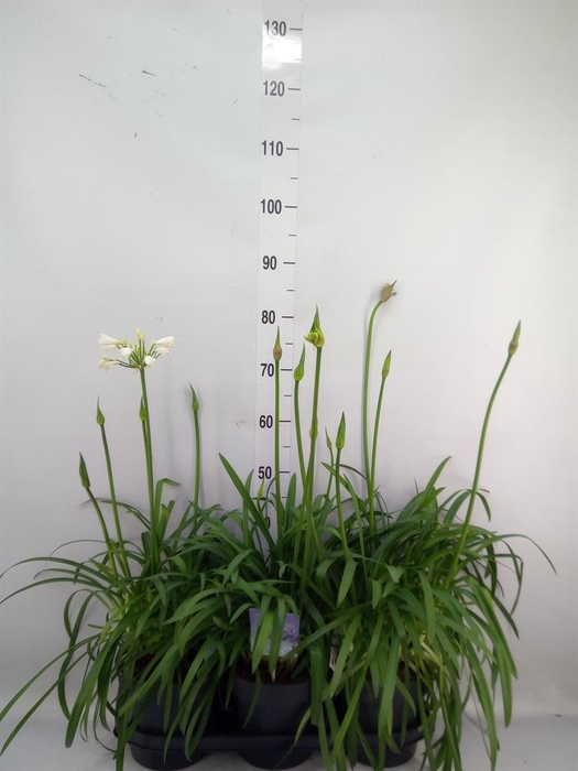 <h4>Agapanthus  'Summer Love Duo' ..mix</h4>