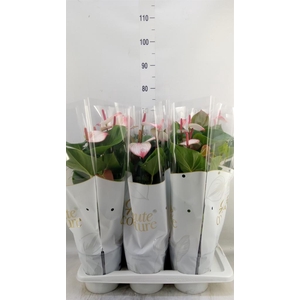Anthurium  'Pr. Amalia Elegance'