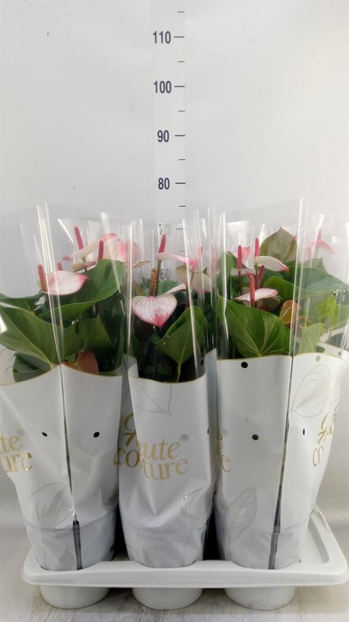 <h4>Anthurium  'Pr. Amalia Elegance'</h4>