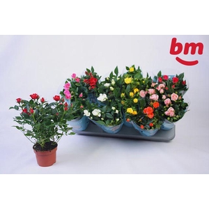 Ro B Monde Gem 7 Srt