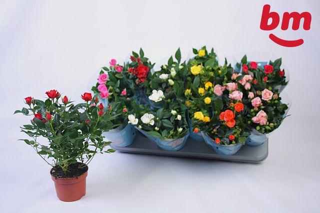 <h4>Ro B Monde Gem 7 Srt</h4>