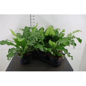 Asplenium 17 Cm. P. Nidus