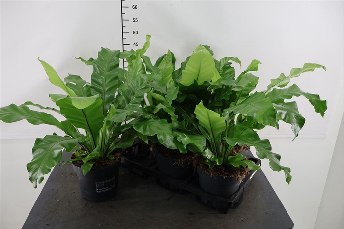 <h4>Asplenium 17 Cm. P. Nidus</h4>