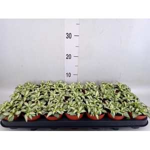 Fittonia  'Mosaic White Forest Fla'