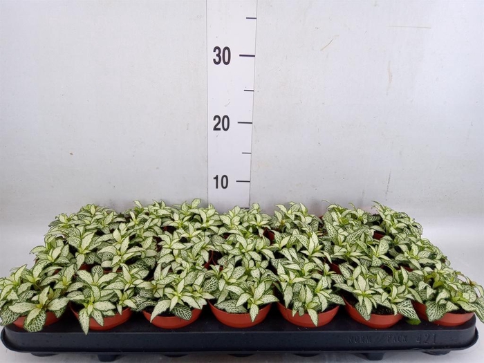 <h4>Fittonia  'Mosaic White Forest Fla'</h4>