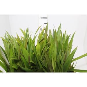 FOLH DRACENA POA FOLHA FINA