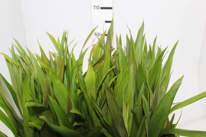 <h4>FOLH DRACENA POA FOLHA FINA</h4>