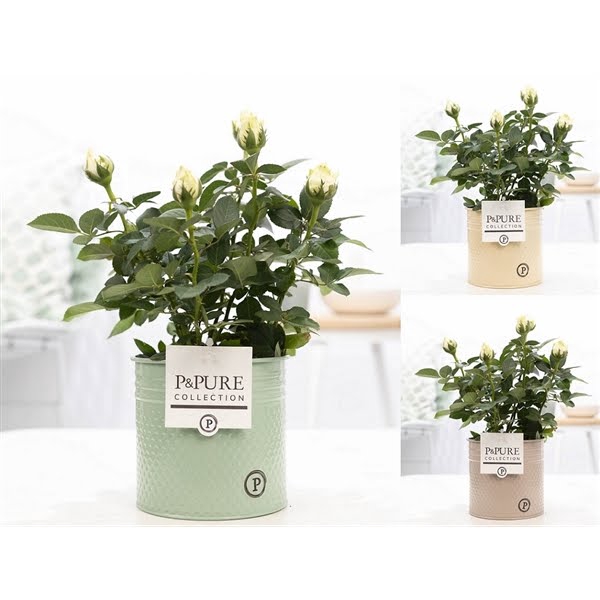 <h4>Rosa white in P&PURE zinc pot Louise 4 ass.</h4>