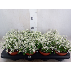 Euphorbia  'Loreen Compact White'