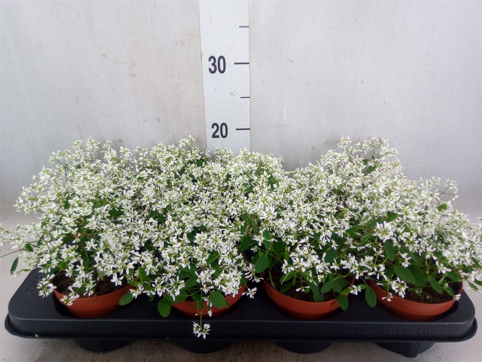 <h4>Euphorbia  'Loreen Compact White'</h4>