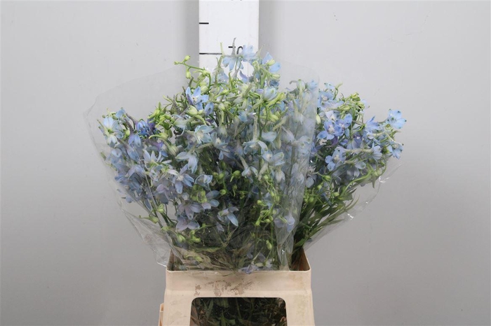 <h4>Delph En Ballkleid</h4>