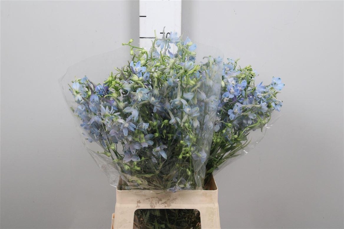 <h4>Delph En Ballkleid</h4>