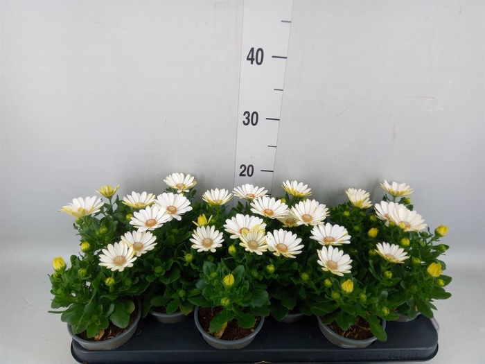 <h4>Osteospermum 'Margarita Cream'</h4>