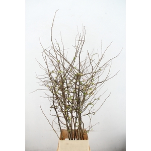 CHAENOMELES APPLE BLOSSOM 140CM