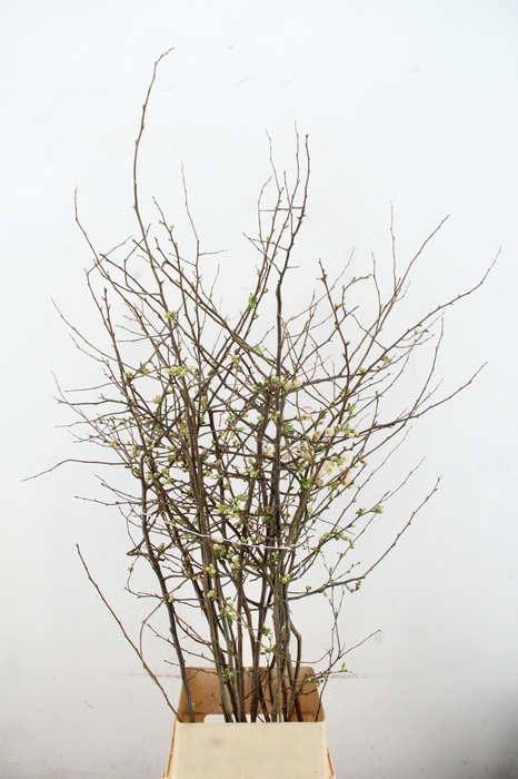 CHAENOMELES APPLE BLOSSOM 140CM