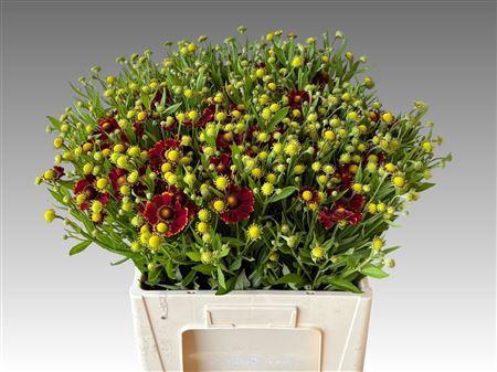 <h4>HELEN MOERHEIM BEAUT</h4>