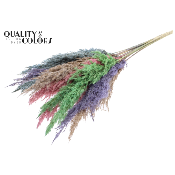 <h4>Pampas Grass 70cm 10st/bunch Colourful 1</h4>
