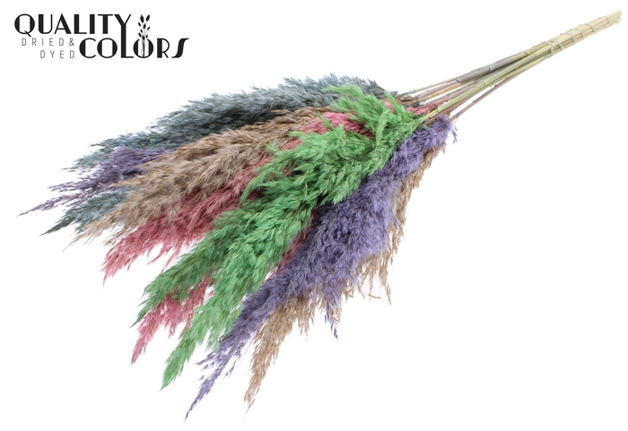 Pampas Grass 70cm 10st/bunch Colourful 1